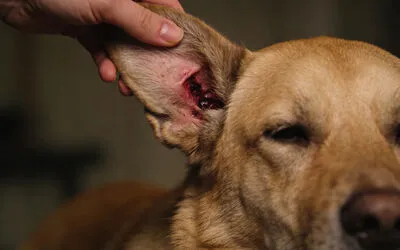 Dog with recurring ear infections - food sensitivity connection