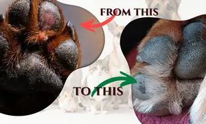 Dog scratching - elimination diet tracking