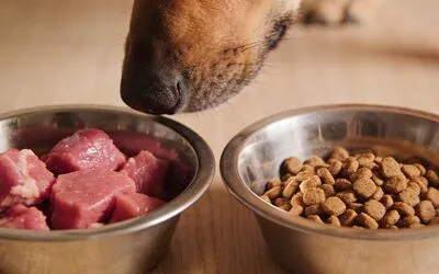 Dog food allergy vs food sensitivity - what's the difference