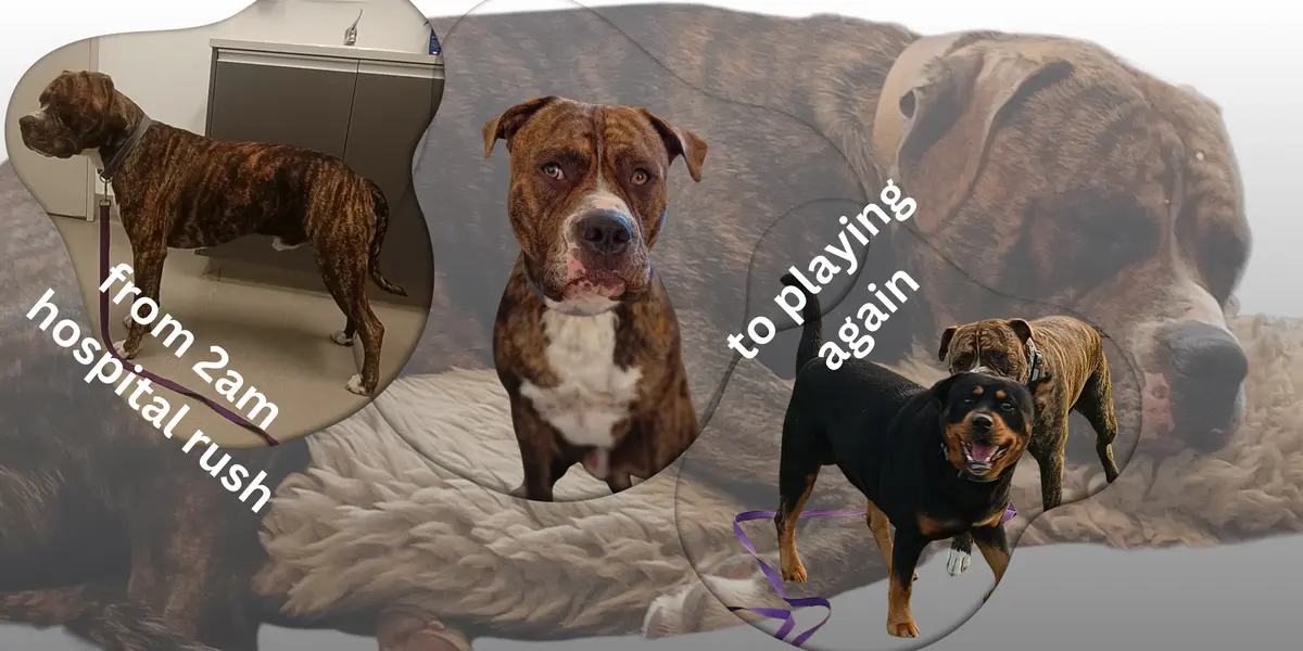 Dog resting - pancreatitis and food trigger tracking